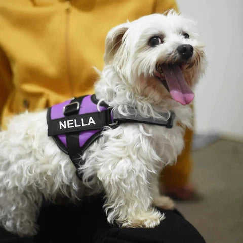 Safety Dog Harness